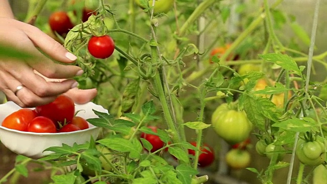 从温室内的植物中收集红番茄