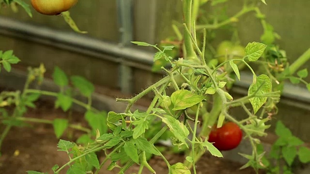 从温室内的植物中收集红番茄