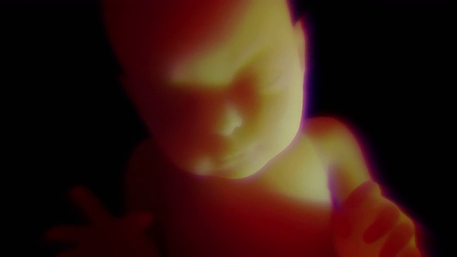 子宫里未出生的婴儿4K 3D高清动画