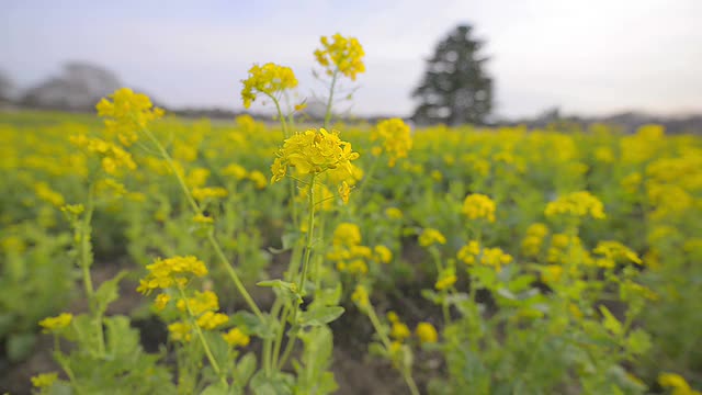 野芥菜花，昭和吉宁公园，日本东京