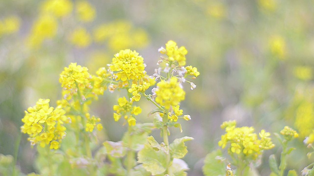 野芥菜花，昭和吉宁公园，日本东京