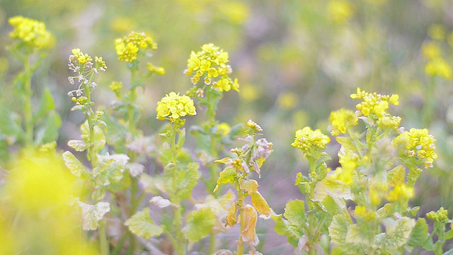 野芥菜花，昭和吉宁公园，日本东京