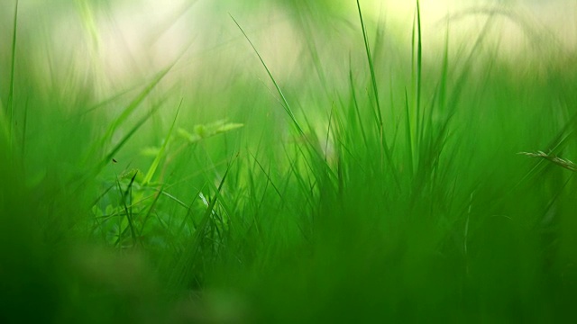 公园里郁郁葱葱的绿草的特写