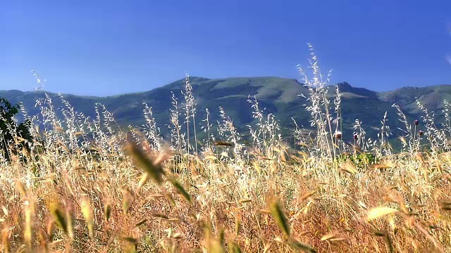 草在草地上