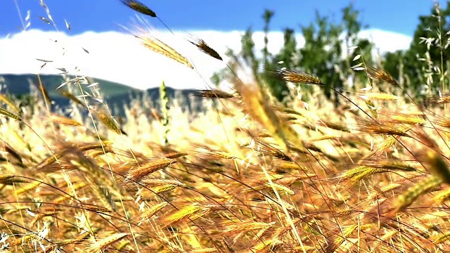 草在草地上