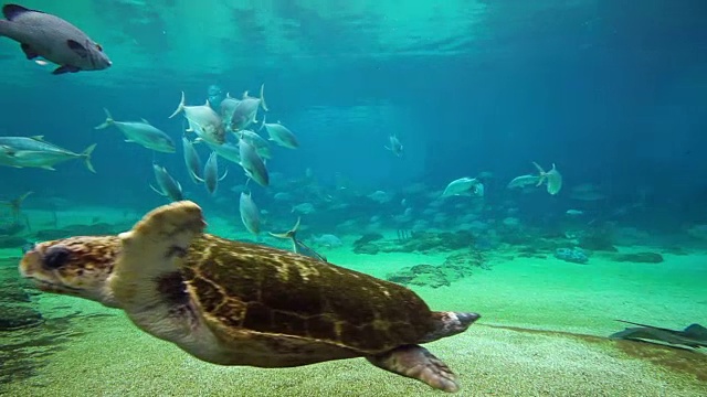 详情图-在澳大利亚昆士兰黄金海岸海洋世界的绿海龟