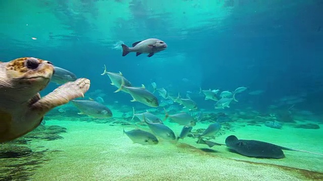 详情图-在澳大利亚昆士兰黄金海岸海洋世界的绿海龟