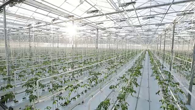 一个大温室，有很多长排的植物。