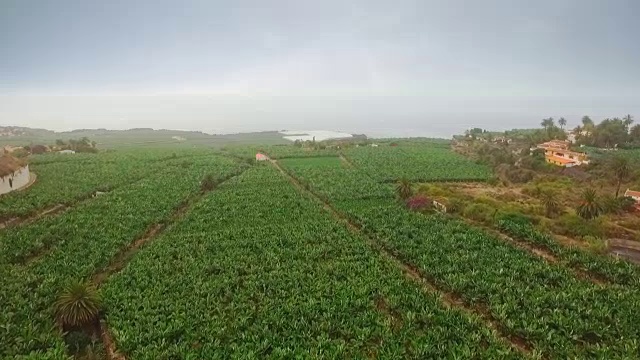海边的香蕉种植园