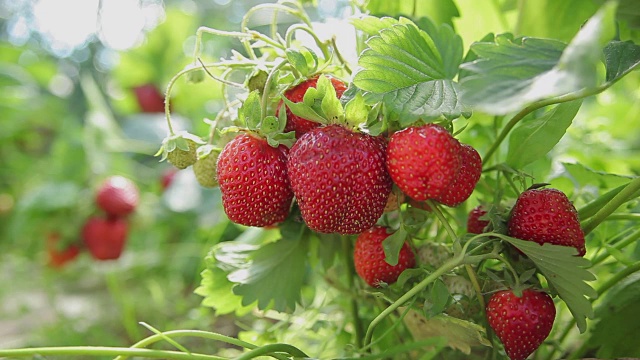 花园里的草莓