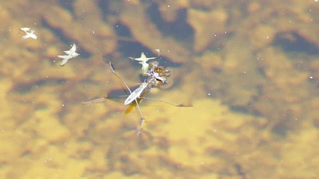 水黾在食水蜘蛛上