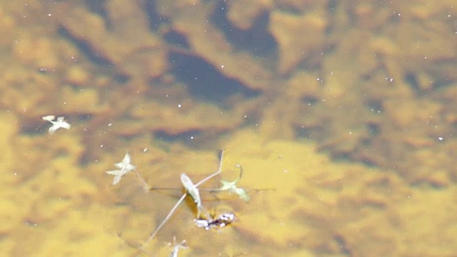 详情图-水黾在食水蜘蛛上