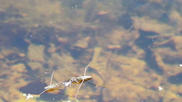 水黾在食水蜘蛛上
