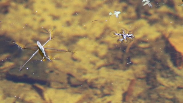 水黾在食水蜘蛛上