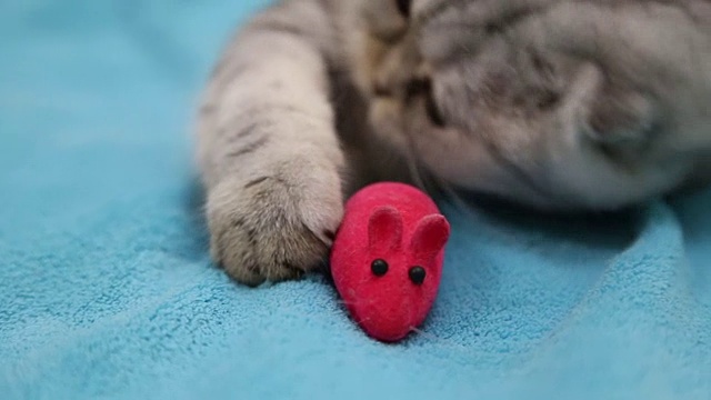 猫在玩玩具老鼠