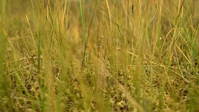 草地在国家沼泽保护区。秋天的白天。光滑的多莉。