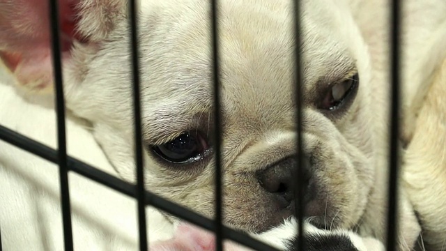 笼子里可爱的法国斗牛犬