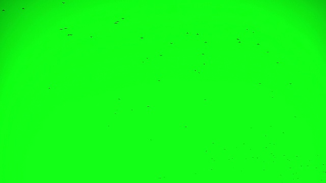 鸟群色键