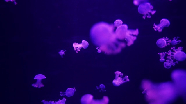 一群美丽的紫色水母水母自然的背景