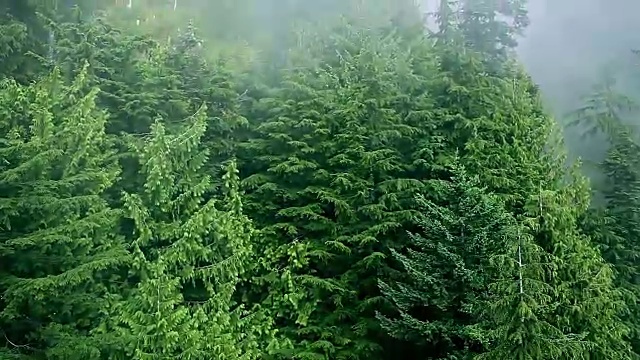 飞越迷雾森林