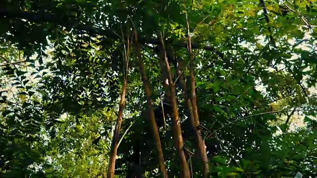 在热带雨林植物和树木下滑翔