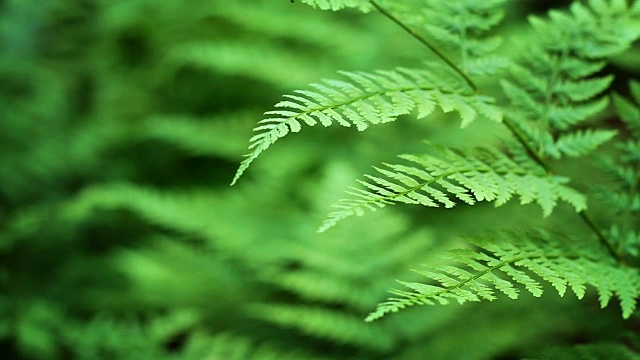 蕨类植物浅聚焦环