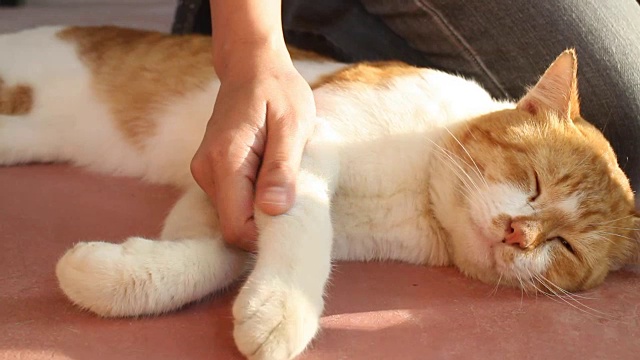 人的手抚摸着可爱的猫