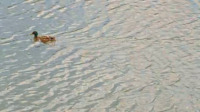 鸭子在湖里游泳