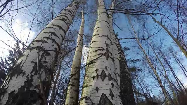 暴风雨的风在桦树林中。间隔拍摄4 k