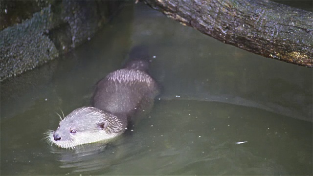 水獭吃小鱼在池塘里，在水潭里