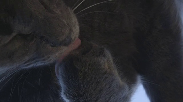 灰猫洗爪子特写
