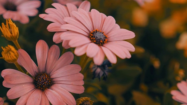 详情图-镜头拍摄了运动中的非洲菊，向日葵，雏菊，百合