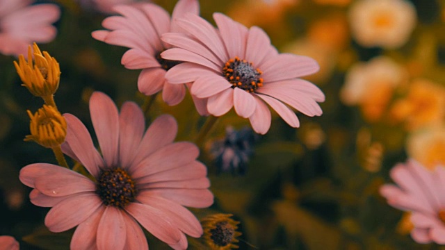 详情图-镜头拍摄了运动中的非洲菊，向日葵，雏菊，百合