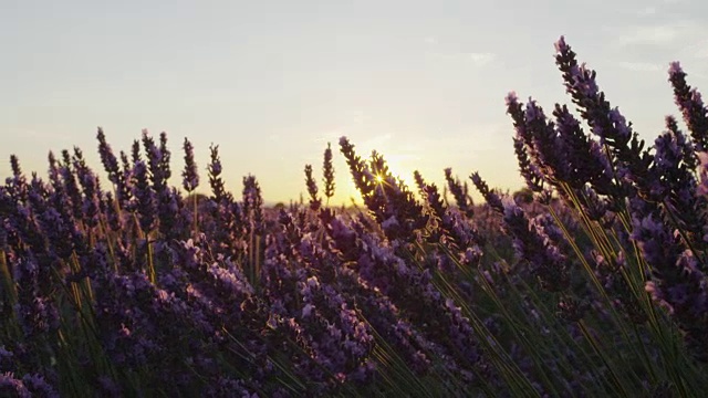 特写:在夏天的晚上，夕阳透过紫色的薰衣草花照耀着