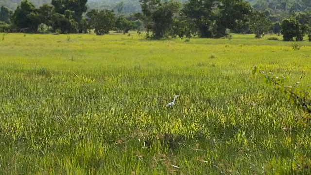 白鹭鸟在绿色的田野