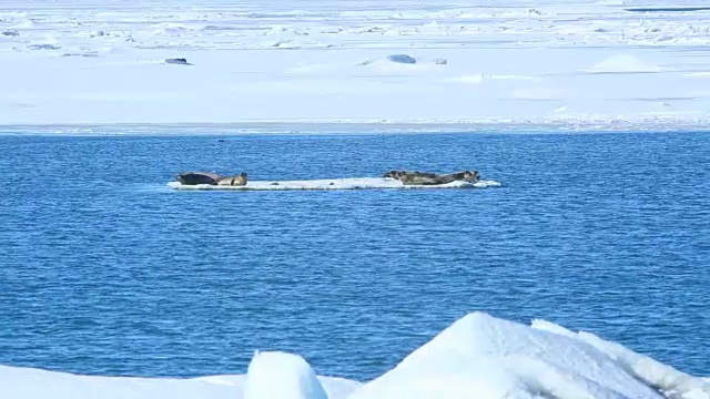 在浮冰上游泳的海豹