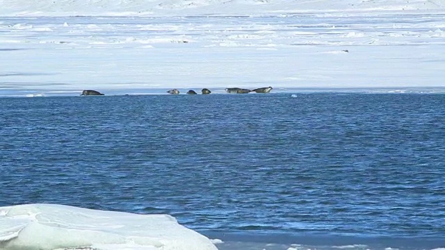 海豹在冰岛