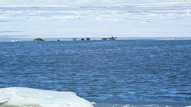 冰川泻湖Jokulsarlon的冰块正在融化