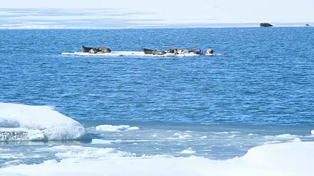 在浮冰上游泳的海豹