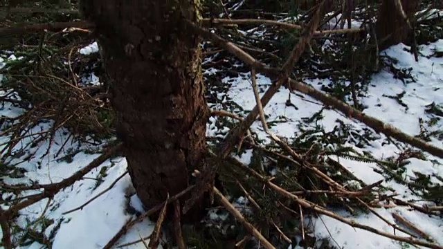 死树和Clearcut背景与巨大的木桩。