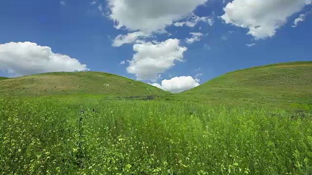 詳情圖-春天的風(fēng)景在山野花特寫(xiě)