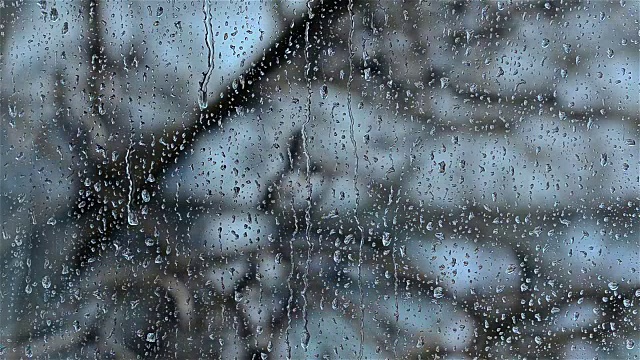 雨滴从窗玻璃上落下，一棵树在风中摇晃