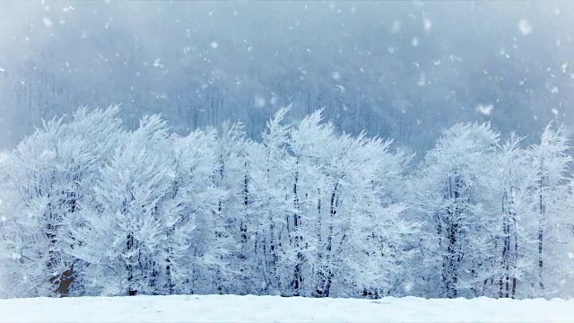 公园里冬天的树。真正的雪。慢动作