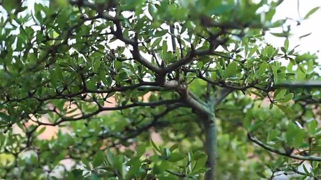 户外抚育盆景树，概念:盆景意味着财富