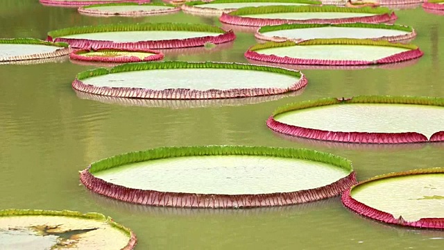 热带河中的睡莲