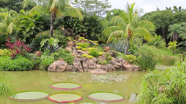 热带花园，池塘，瀑布，维多利亚王和棕榈树