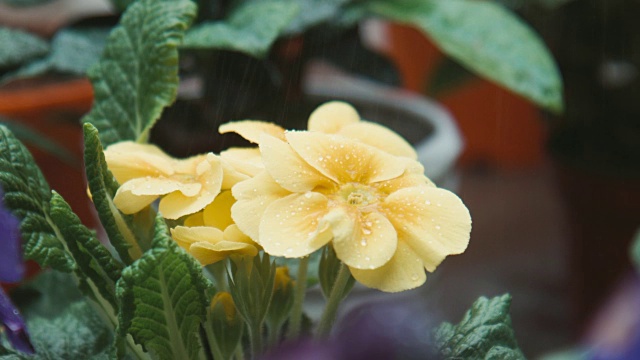 水滴落在黄花上