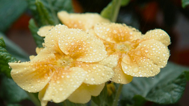 水滴落在黄花上