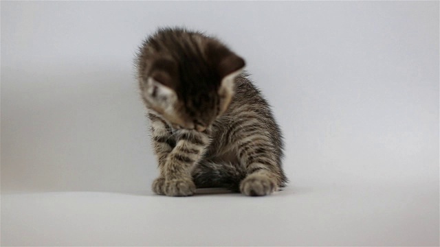 小灰猫洗澡