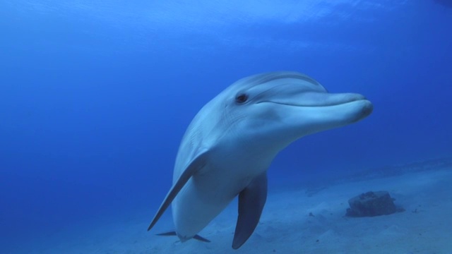 宽吻海豚